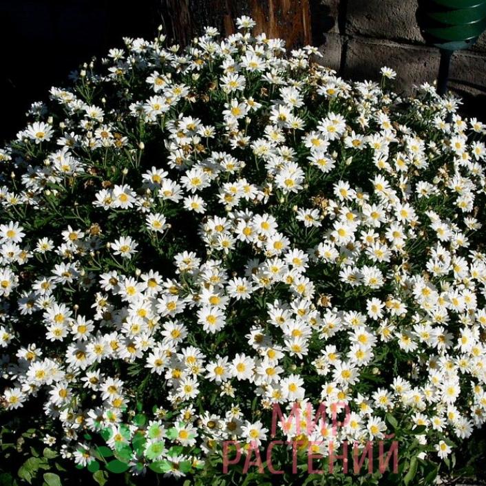 Хризантема Сноуленд 4