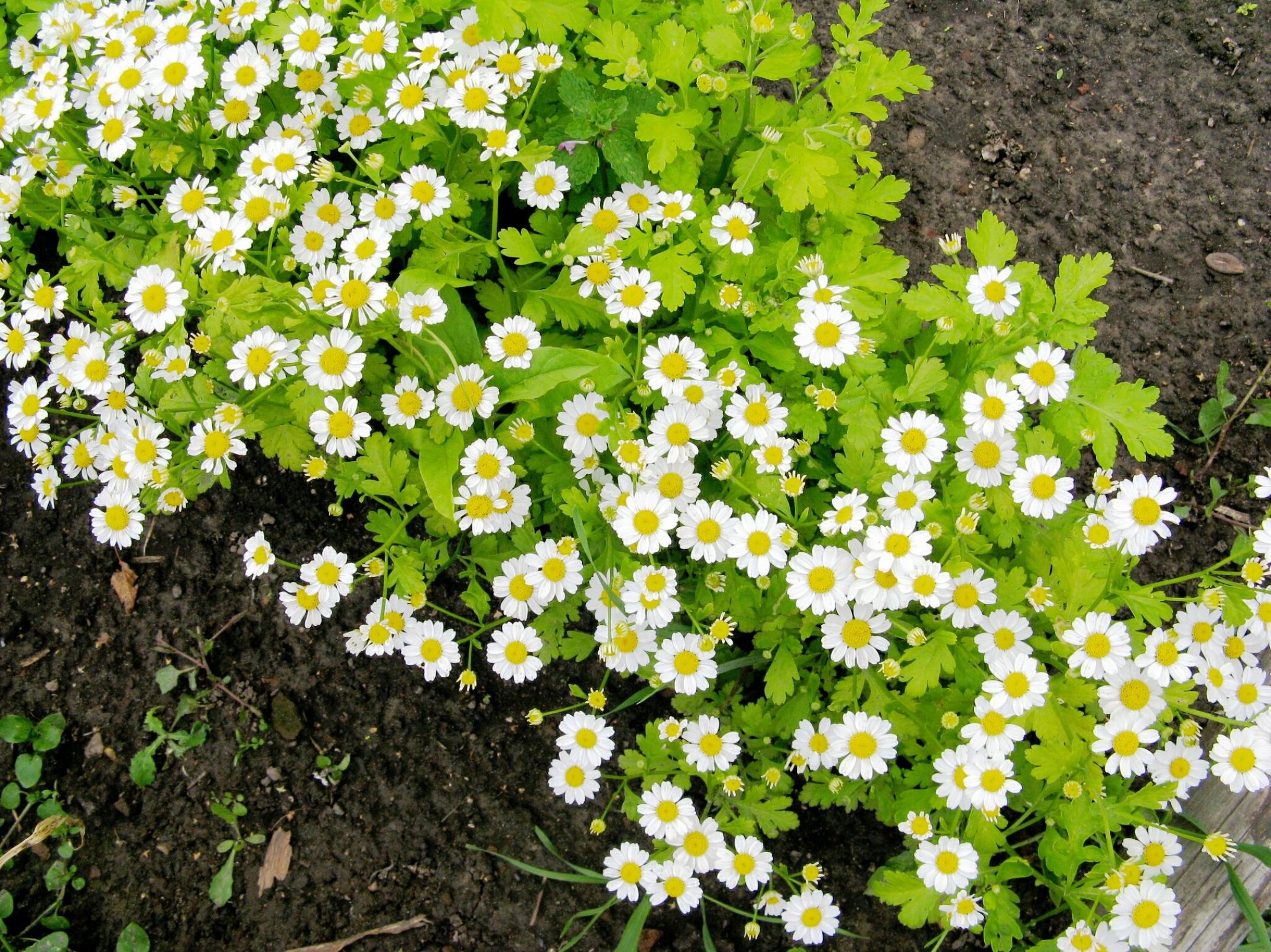 Хризантема Сноуленд 5