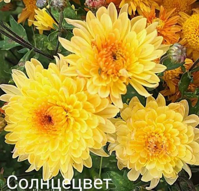 Хризантема Солнцецвет 3