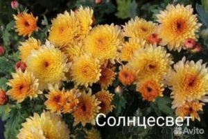 Хризантема Солнцецвет