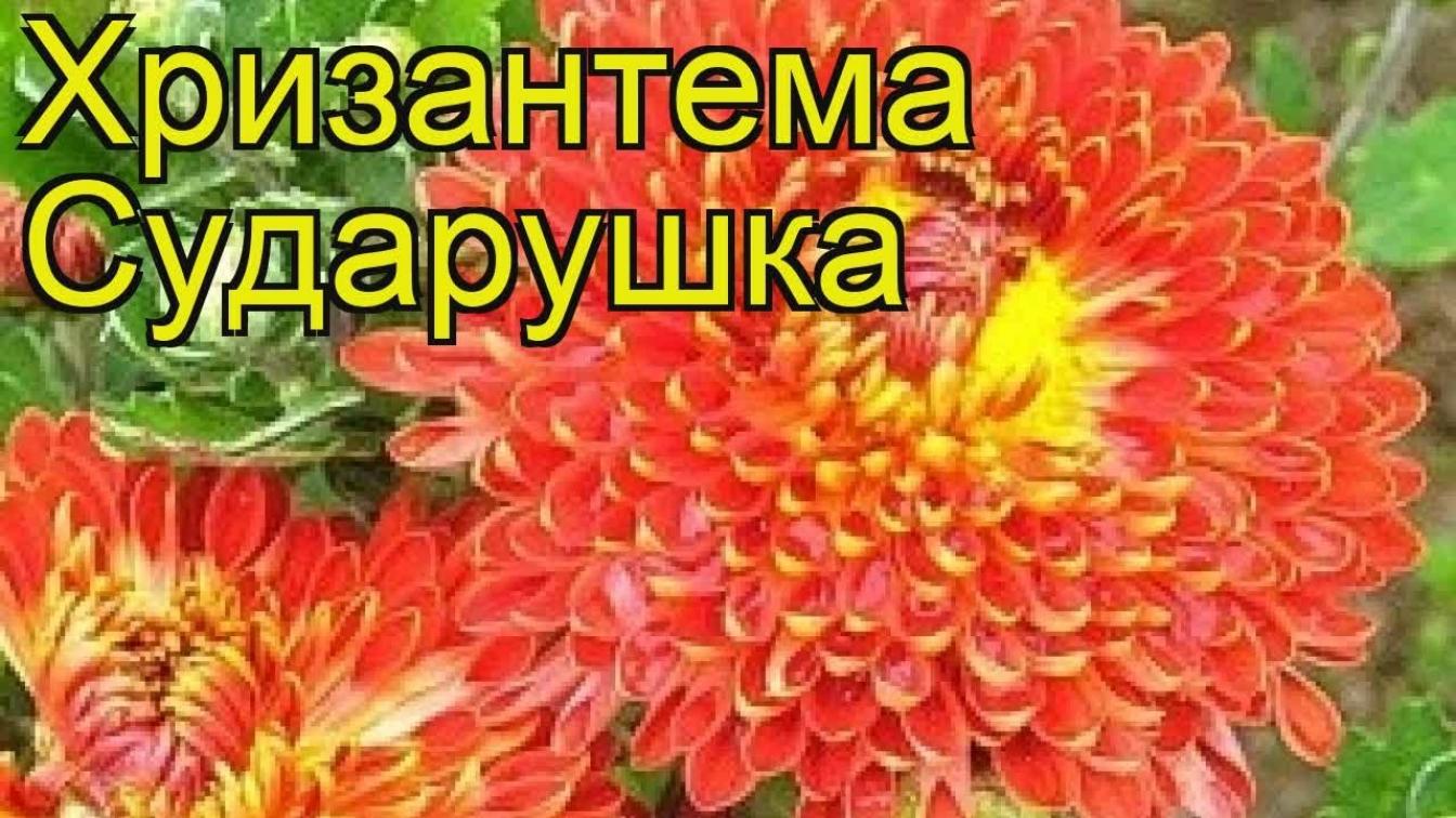 Хризантема Сударушка 4