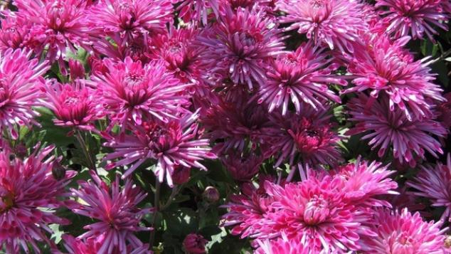 Хризантема Сутинки 2