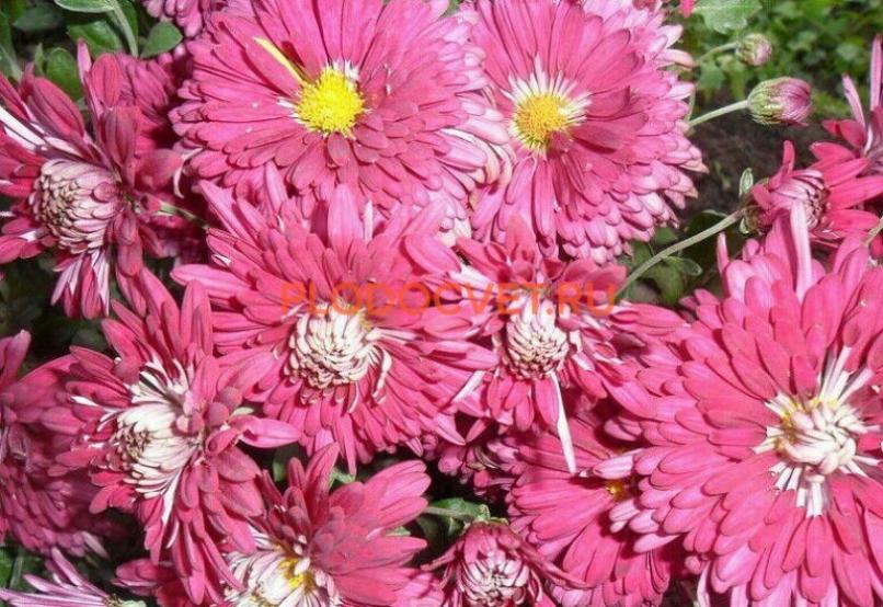 Хризантема Сутинки 3