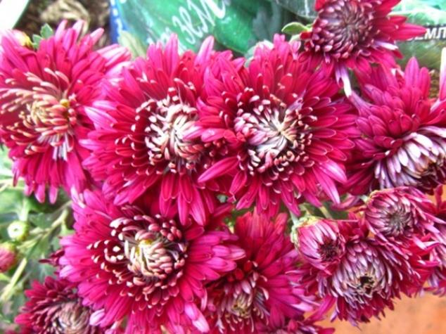 Хризантема Сутинки