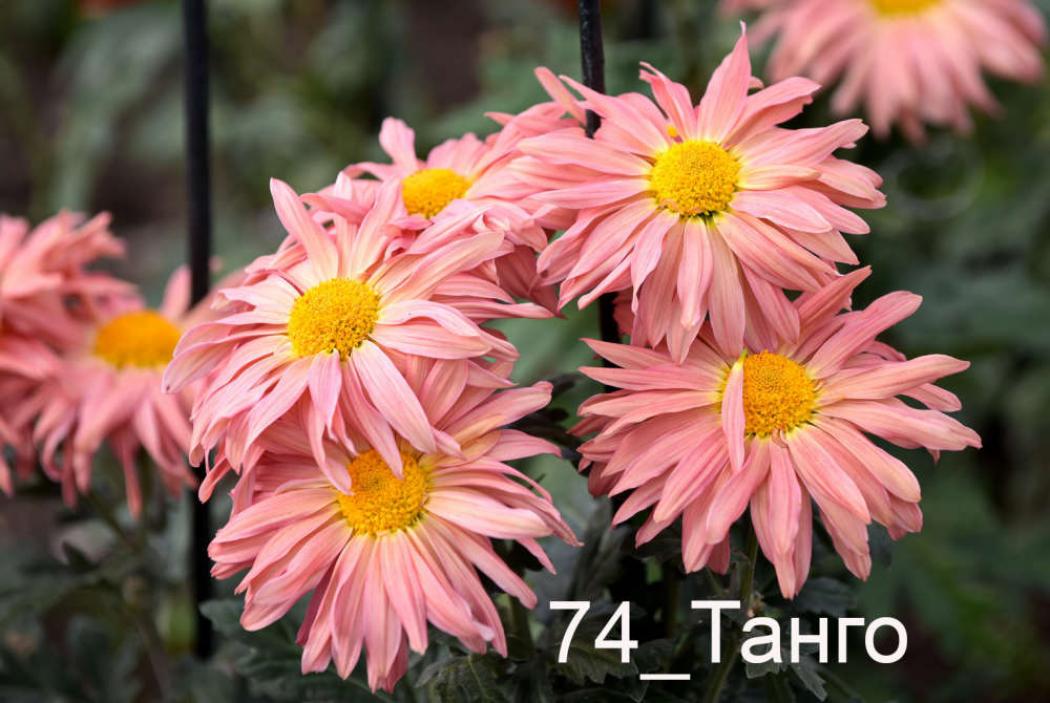 Хризантема Танго 3