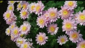 Хризантема Ванилла