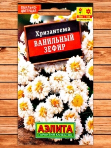Хризантема Ванильный зефир