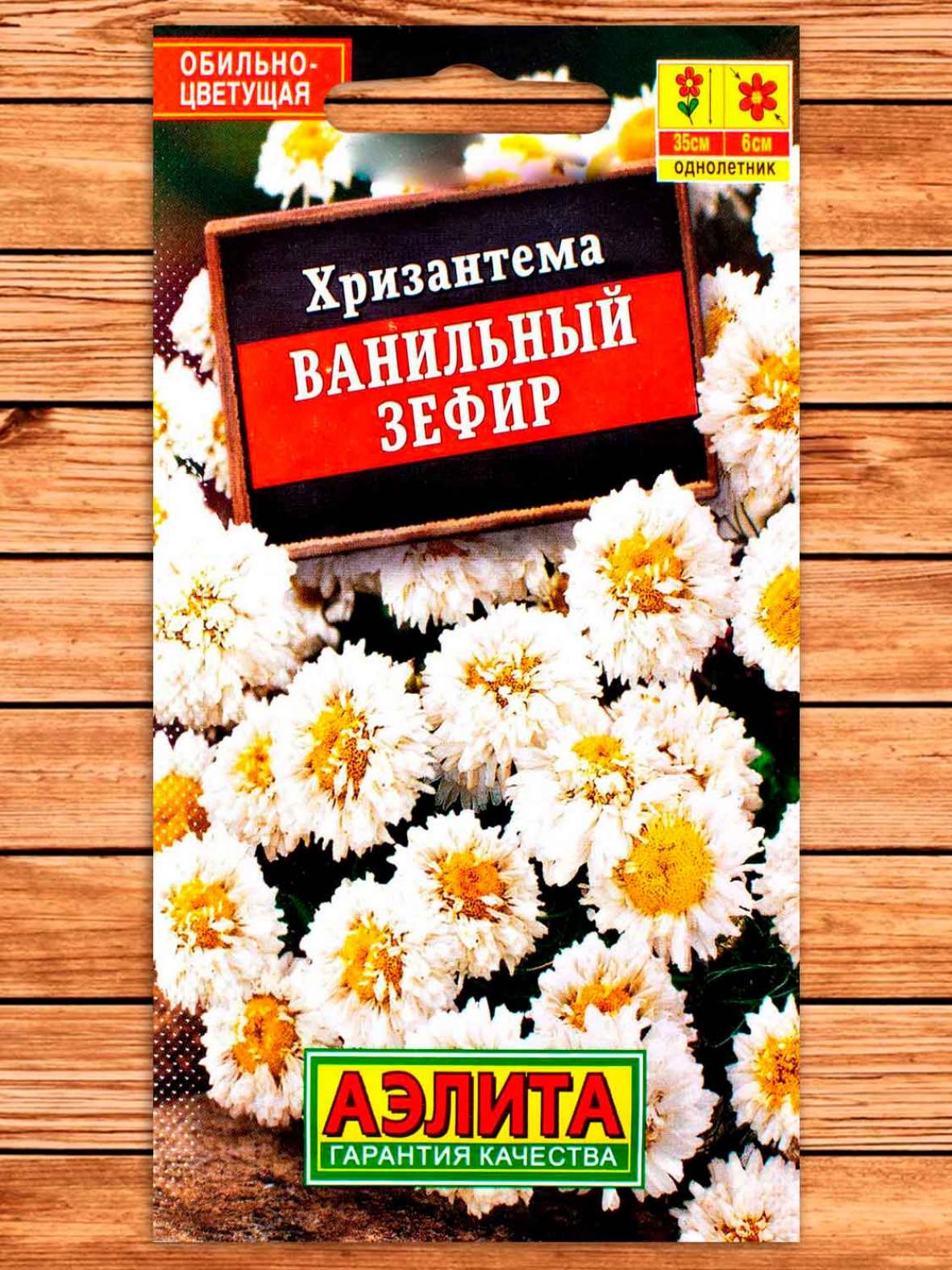 Хризантема Ванильный зефир