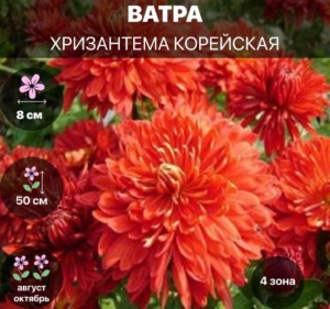 Хризантема Ватра