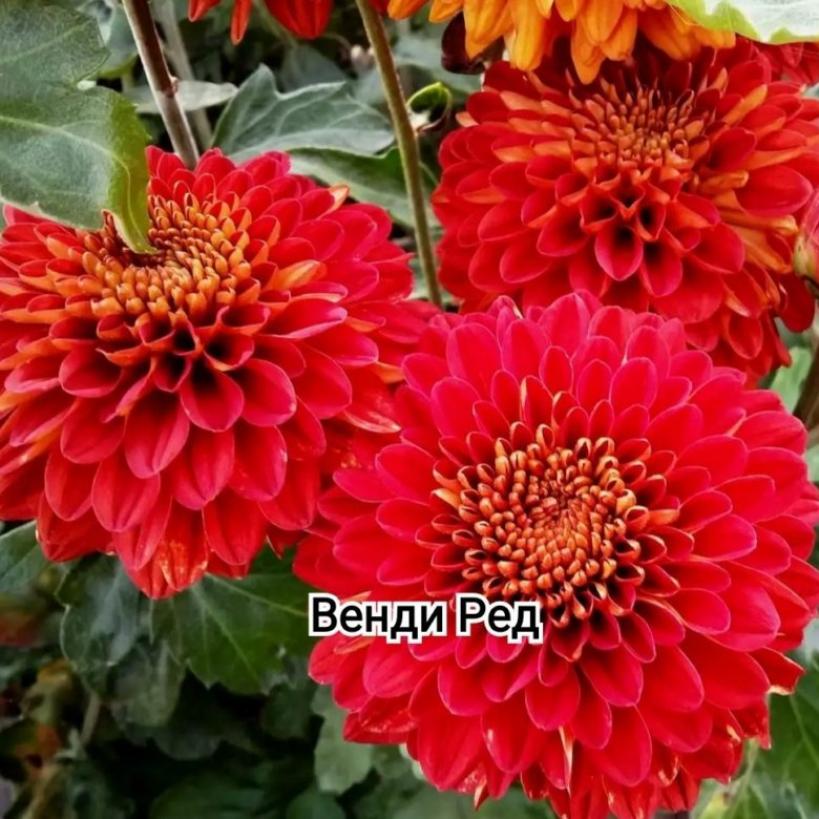 Хризантема Венди Ред