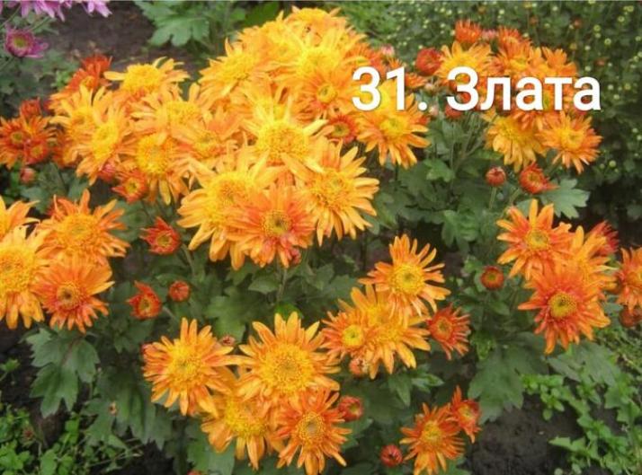 Хризантема Злата 2