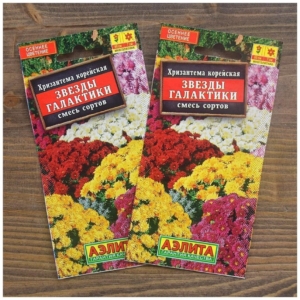 Хризантема Звезды Галактики