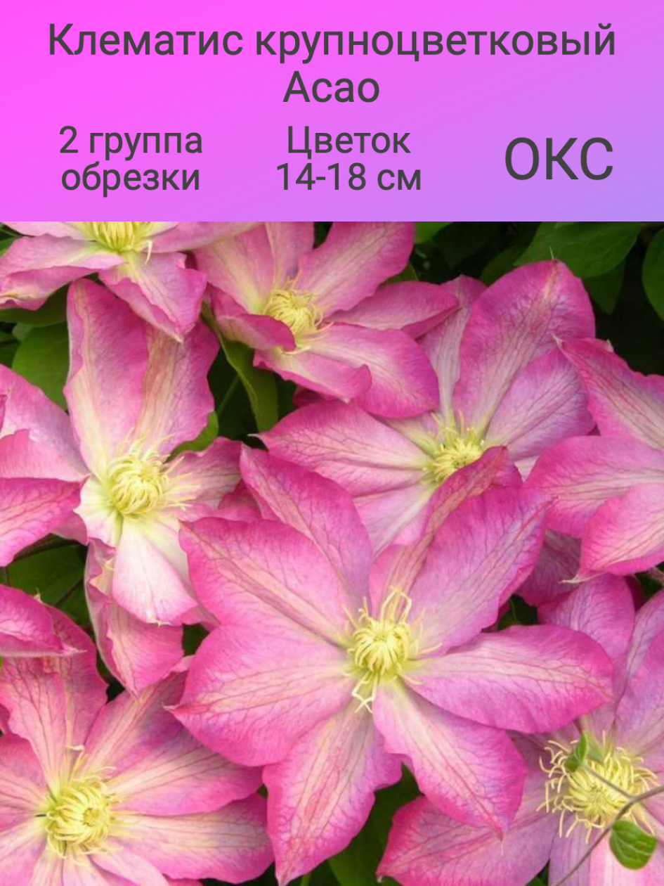 Клематис Асао 2