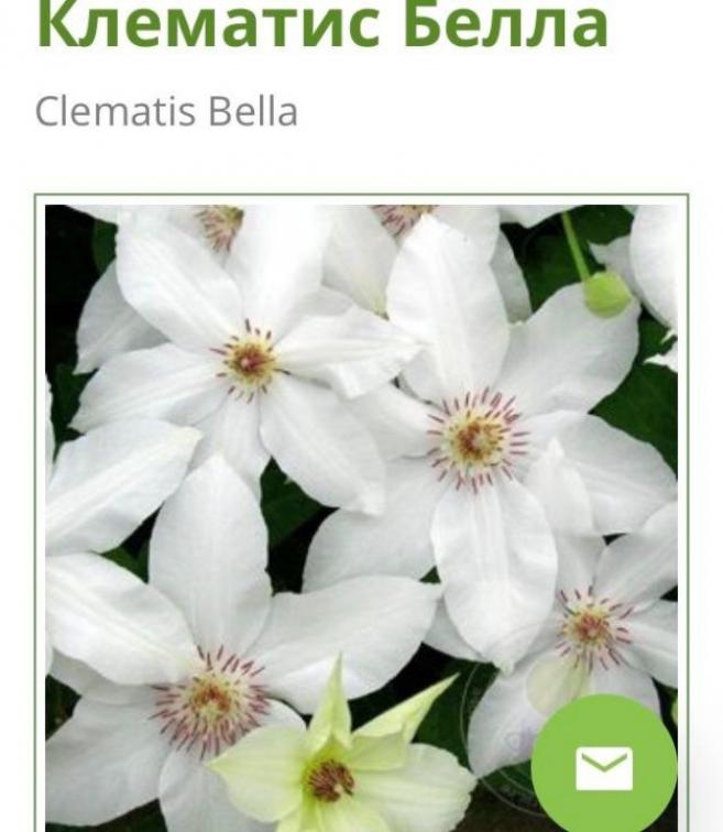 Клематис Белла 5