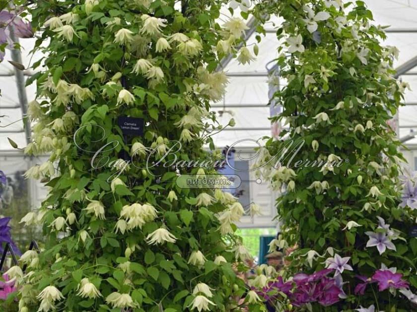 Клематис Голден Дрим 4