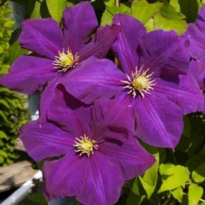 Клематис Лех Качинский