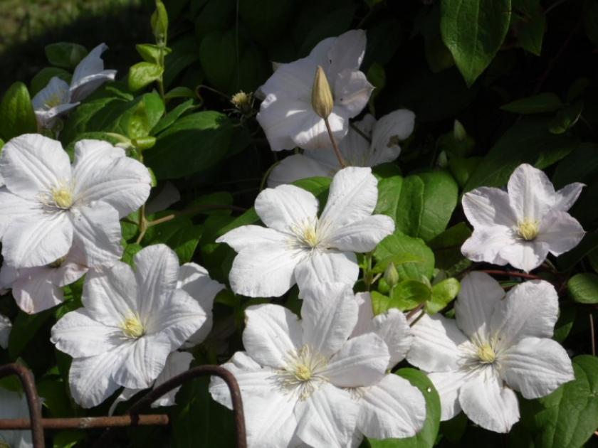 Клематис Лесная Опера 2