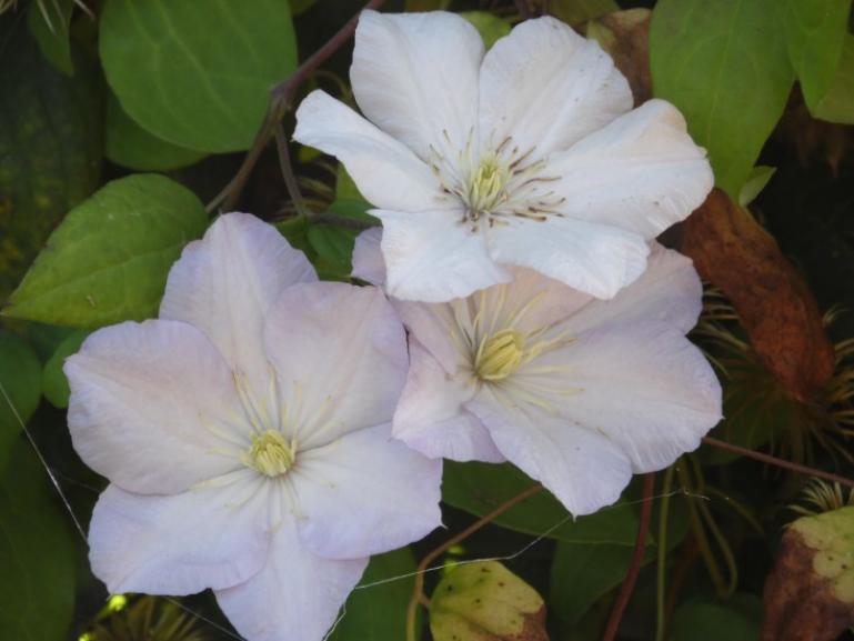 Клематис Лесная Опера 3