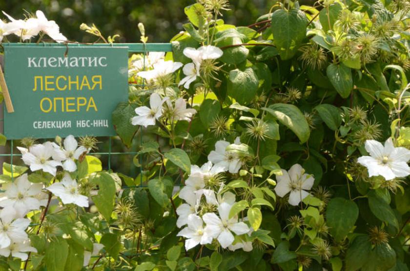 Клематис Лесная Опера 4