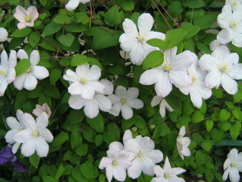 Клематис Лесная Опера