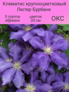 Клематис Лютер Бербанк