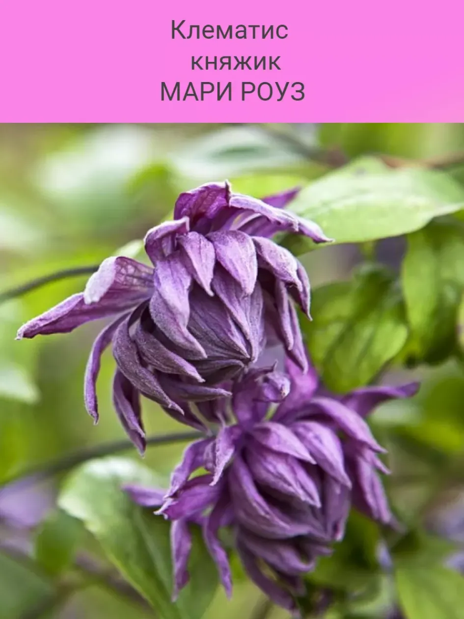 Клематис Мэри Роуз 3