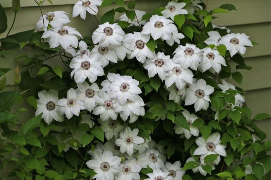 Клематис Мисс Бейтман 4