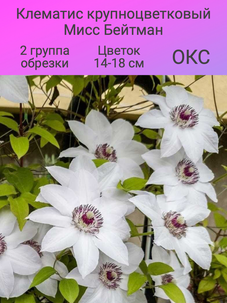 Клематис Мисс Бейтман 2