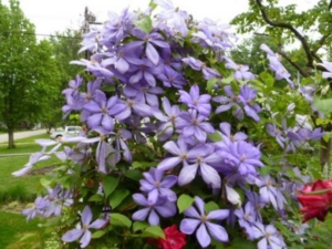 Клематис Миссис Чолмондели