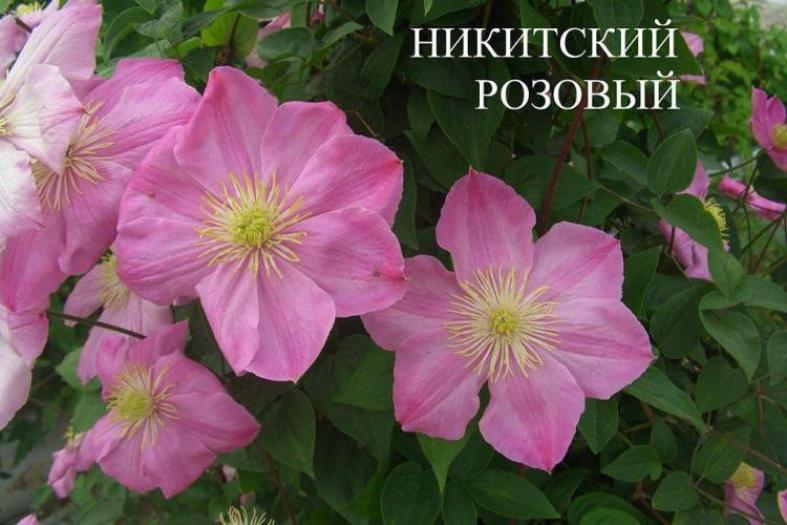 Клематис Никитский Розовый