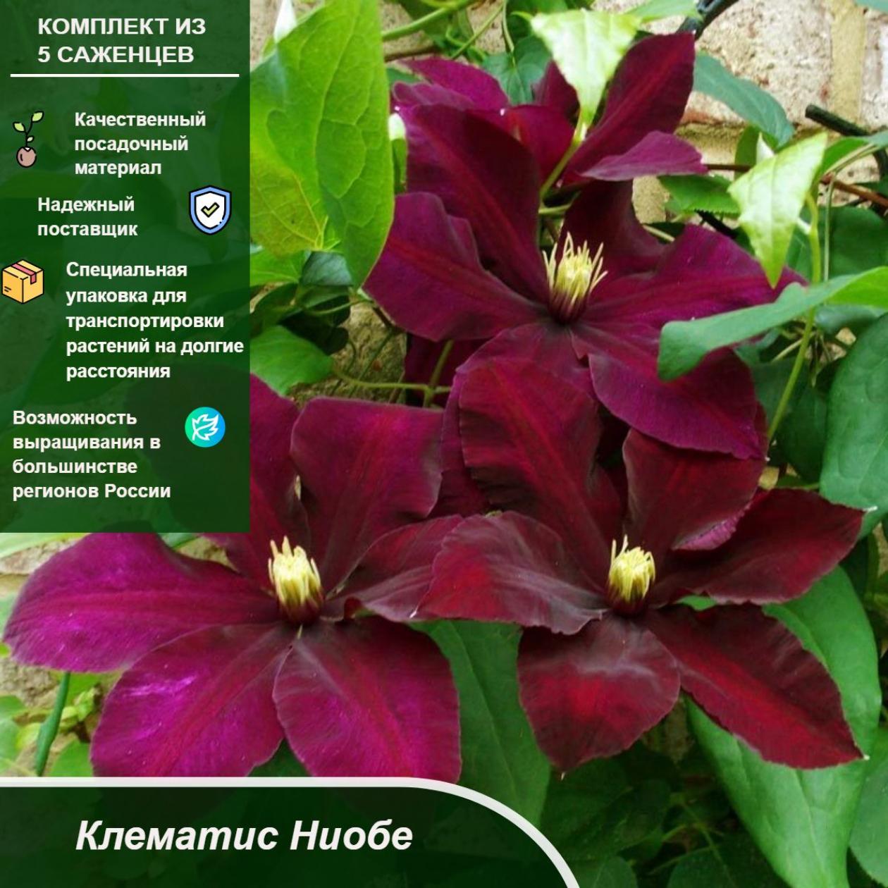 Клематис Ниобе