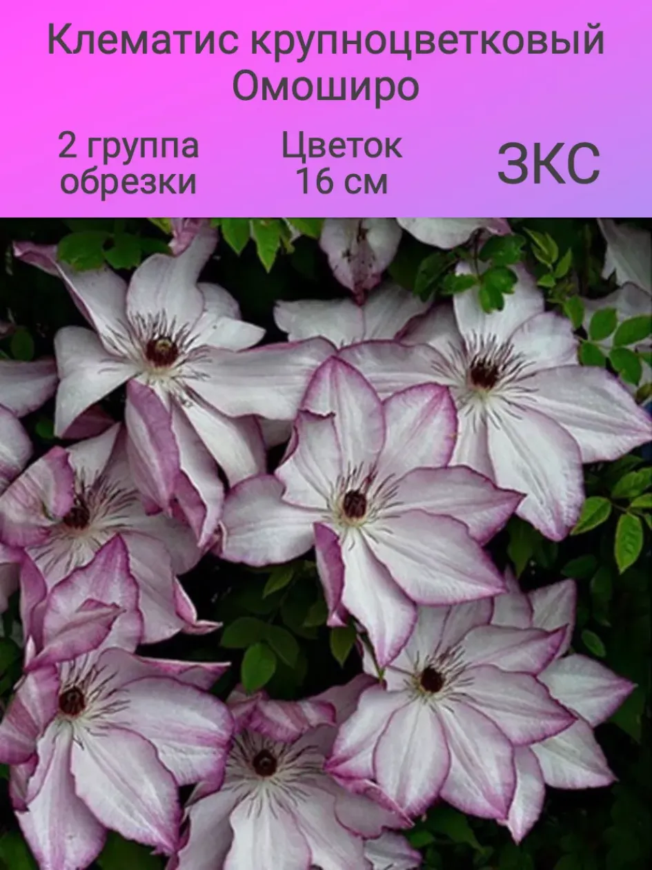 Клематис Омоширо 4