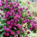 Вопрос про Клематис Пурпуреа Плена Элеганс