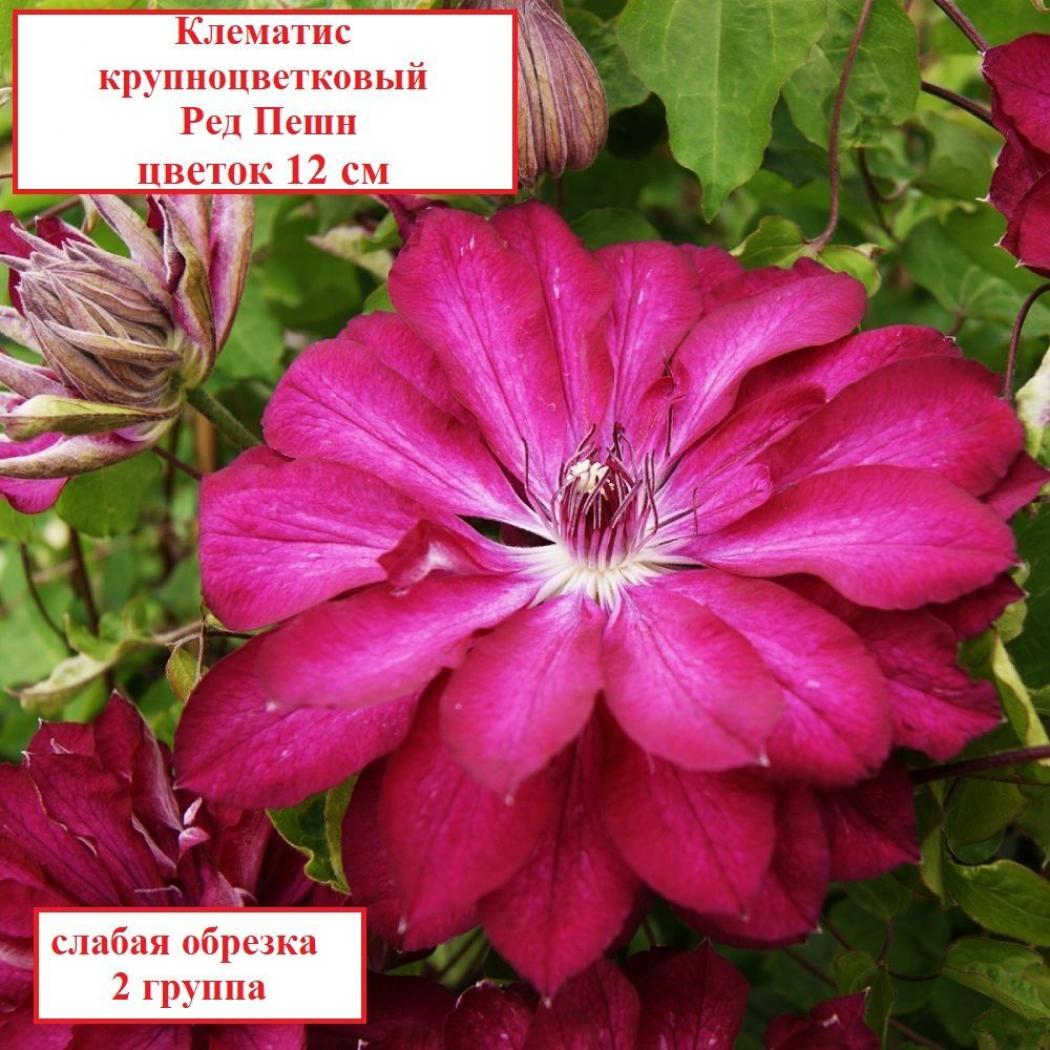Клематис Ред Пэшн
