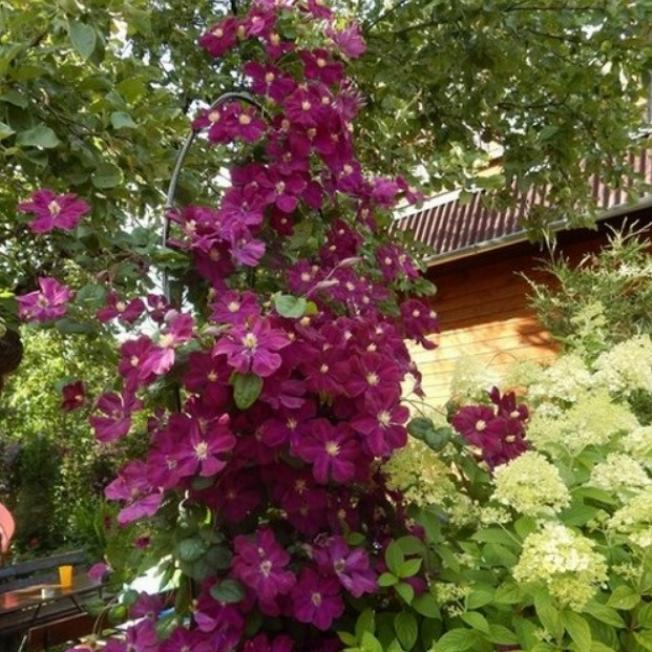 Клематис Славянка