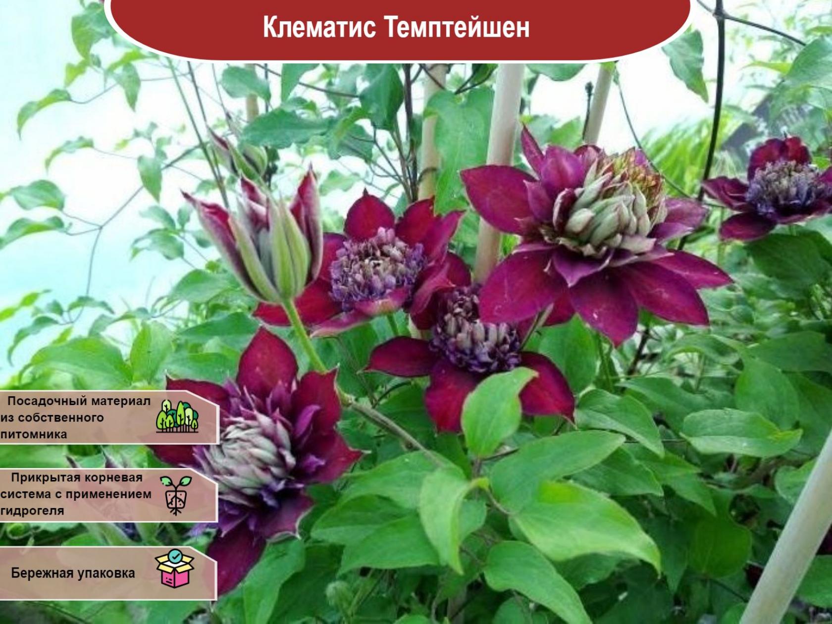 Клематис Темптейшн 2