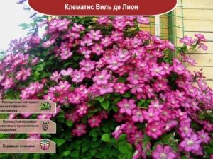 Клематис Виль де Лион