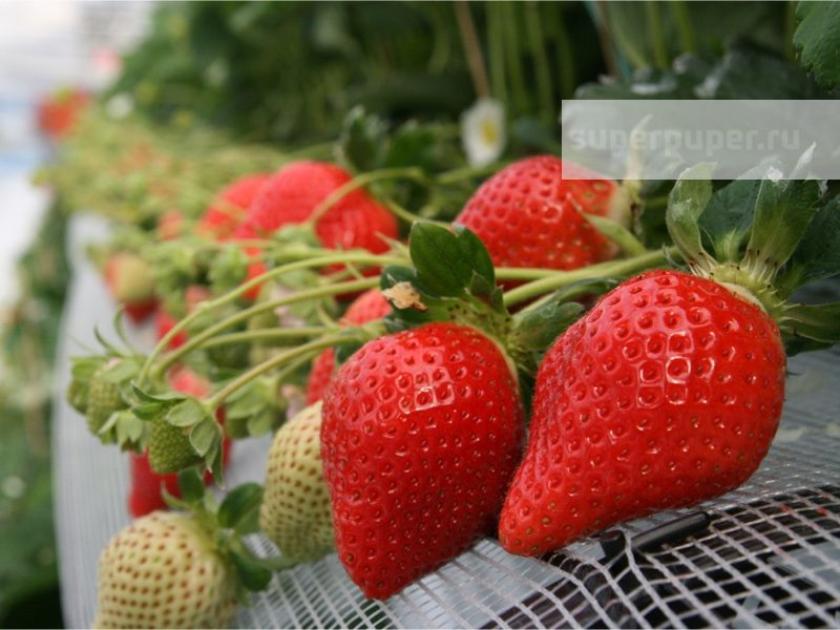 Клубника Алина