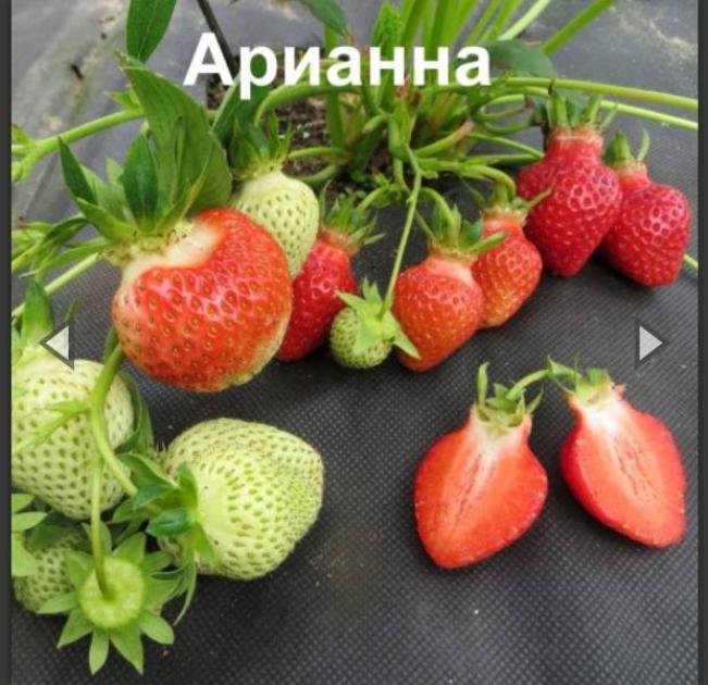 Клубника Арианна 3