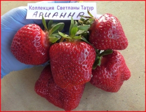 Клубника Арианна