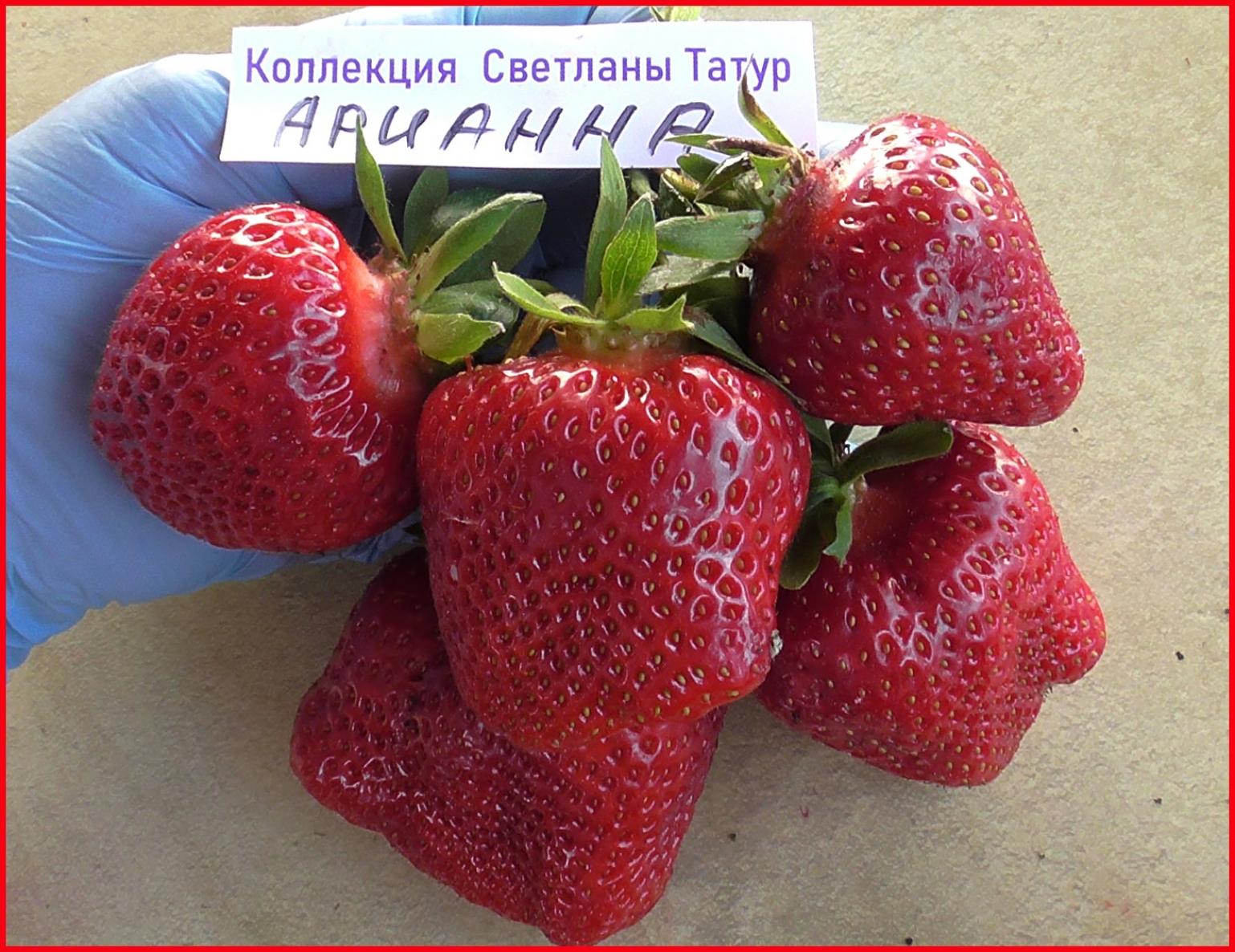 Клубника Арианна