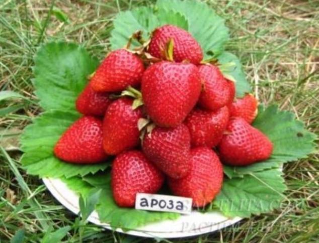 Клубника Ароза 2