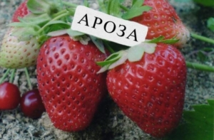 Клубника Ароза