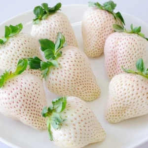 Клубника Белый Швед