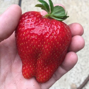 Клубника Бычье сердце