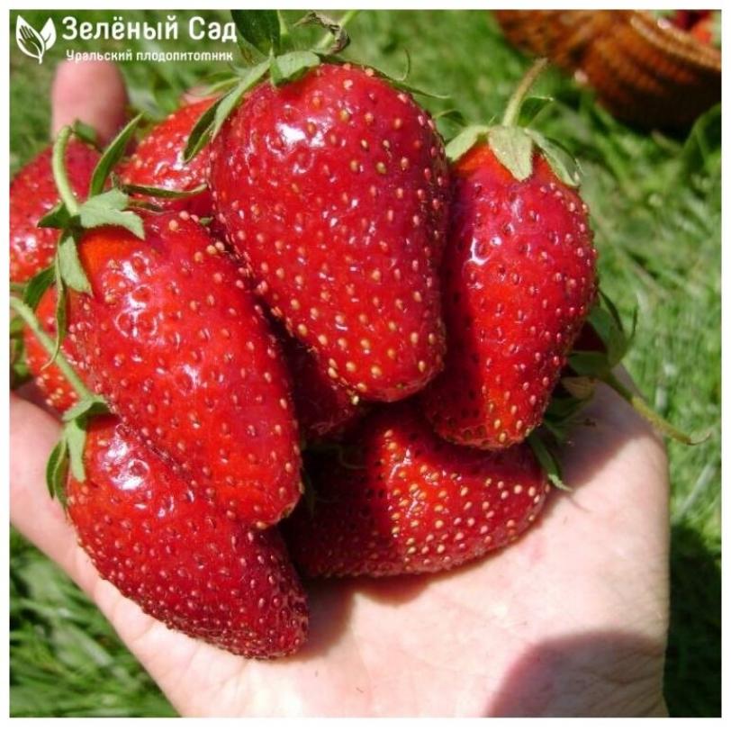 Клубника Емеля