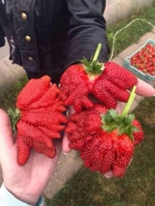 Клубника Гребешок