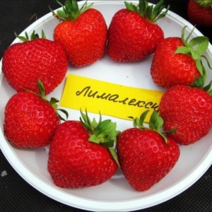 Клубника Лималексия