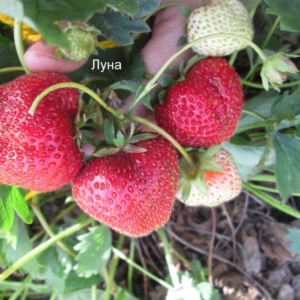 Клубника Луна