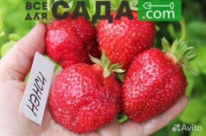 Клубника Нэнси